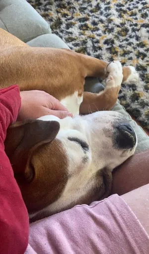 Auggie, a tan and white boxer, asleep across Edward's lap and being gently stroked