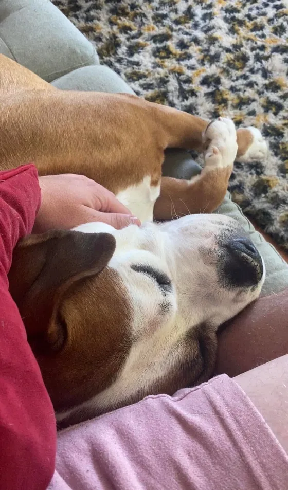 Auggie, a tan and white boxer, asleep across Edward's lap and being gently stroked