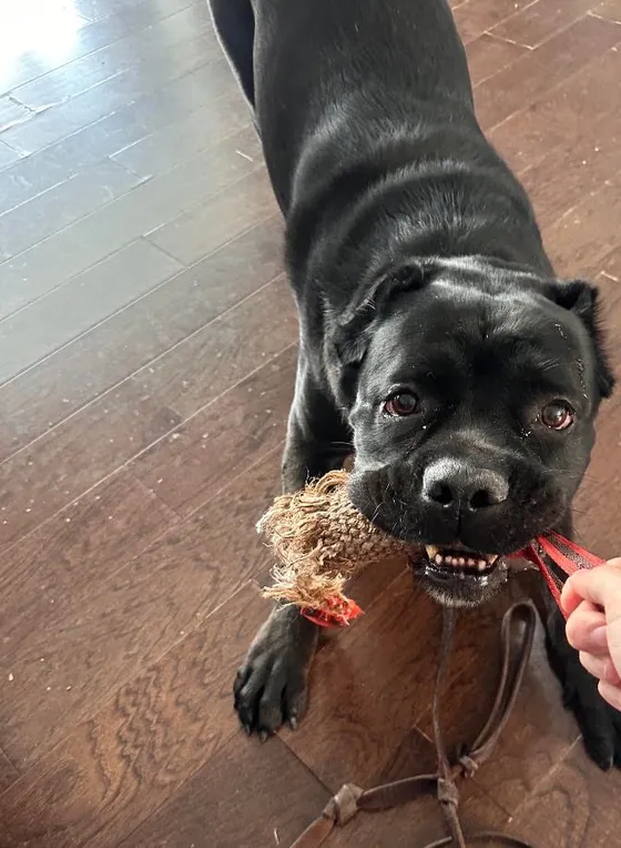Xenon, a large black Cane Corso, gripping one end of a rope toy in a play bow while Edward holds the other end